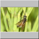 Dolerus sp - Blattwespe 11a 8mm.jpg